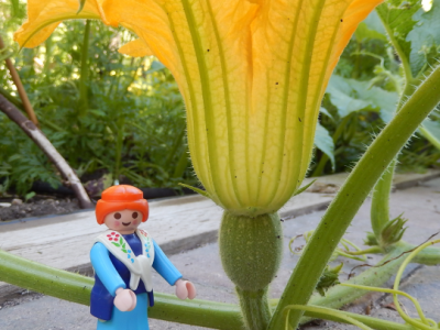 What a Pumpkin Vine Taught Me About Focus