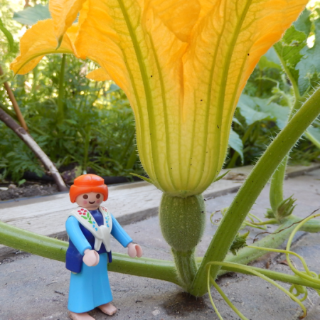 female pumpkin flower